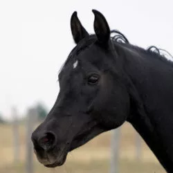 KRHAmiraMistSabbah15P