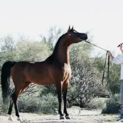 26169379_2175593969121010_6220657017190616851_n 26169379_2175593969121010_6220657017190616851_n