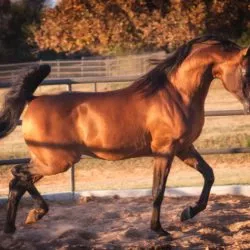 i-jN4jdbC-X2 i-jN4jdbC-X2