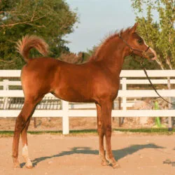 Verity McCoy B - Aug 2017