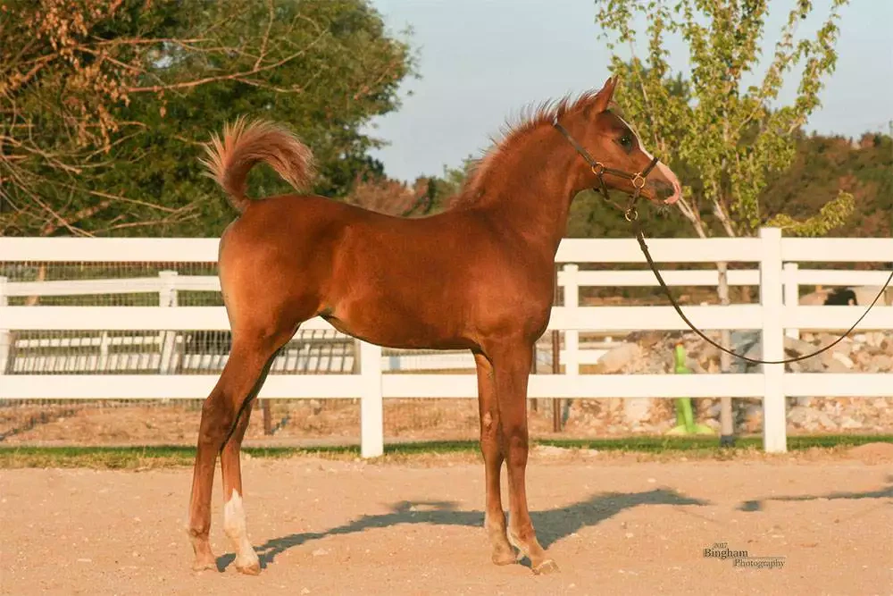 Verity McCoy B - Aug 2017