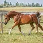 B8709E21-CD85-4C70-B081-2F0C71978421