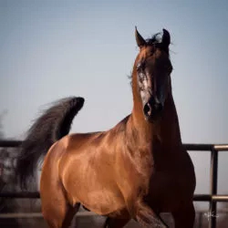 E12515D5-5F26-4759-8A53-D6A62432CF7D E12515D5-5F26-4759-8A53-D6A62432CF7D