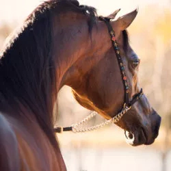 18F905F2-1E56-4988-81FC-BF42EE27CAB9 18F905F2-1E56-4988-81FC-BF42EE27CAB9