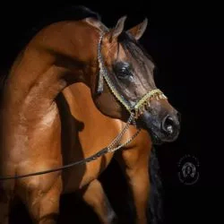 5631B60D-28A5-4C60-9590-8E4F0AACCA66 5631B60D-28A5-4C60-9590-8E4F0AACCA66