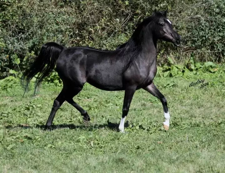 Hu-Monnae Raffon 2Img_0010  s