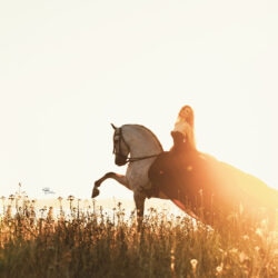 PopUP_11-24_Texas_119-X4