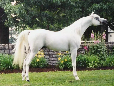 Mohave 300dpi 4x5 - Copy