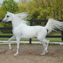 The Mohave May 2005 - Copy