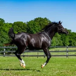 Bint Alayla 6-2021 i-BWFZHP5-X2 - Copy