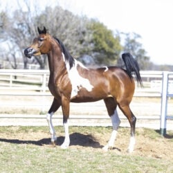 WC Calamity Jane Feb 2026 4