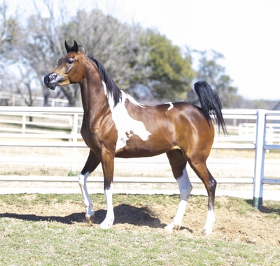 WC Calamity Jane Feb 2026 4