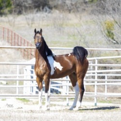 WC Calamity Jane Feb 2026 2