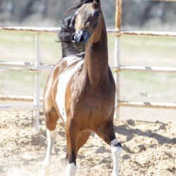 WC Calamity Jane Feb 2026 1