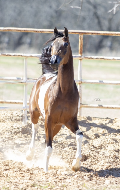 WC Calamity Jane Feb 2026 1