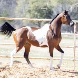 WC Calamity Jane Feb 2026 3