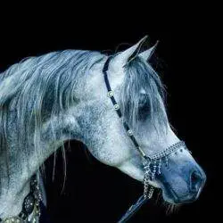 Roze Arabians Roze Arabians