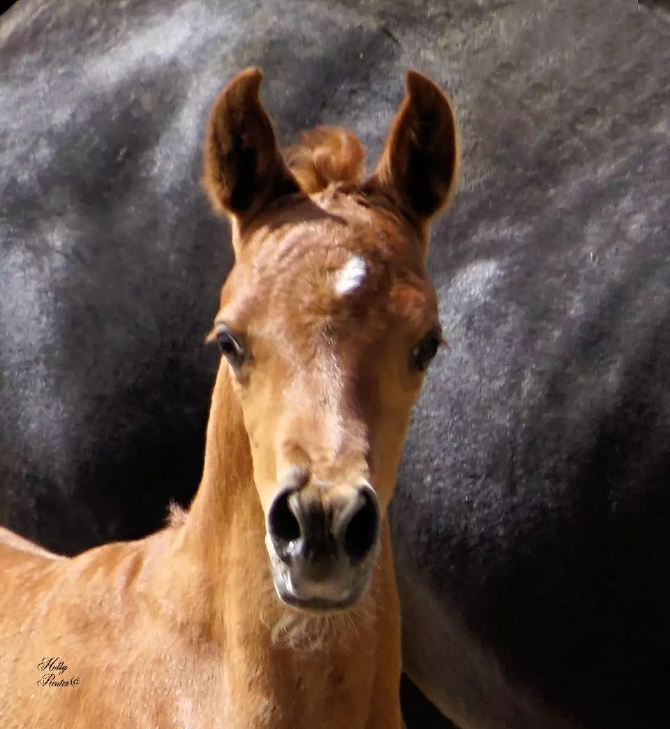 AmiraMistFilly62019E