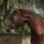 Gazsi_MG_7380-2-441×360