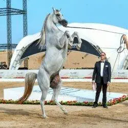 white horse rear judging