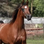 Screen Shot 2019-11-24 at 8.03.28 PM