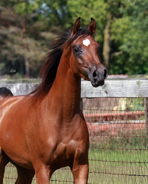 Screen Shot 2019-11-24 at 8.03.28 PM