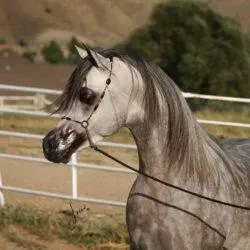 LA Karat 3
