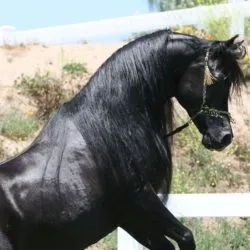 13. HU Sheikh Imaan - Black SE Stallion