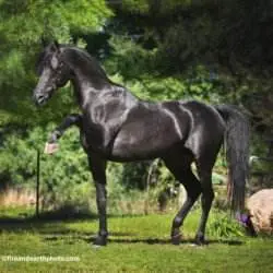 TLLY7953 TLLY7953