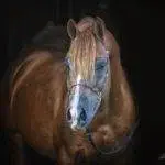 E345EF9B-F81E-4F77-8682-B54A9B7ED7BB E345EF9B-F81E-4F77-8682-B54A9B7ED7BB