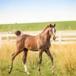 Jesse August 2020 Jesse August 2020