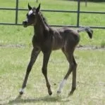'14 Black SE colt - AZ Valiant (HU Sheikh Imaan x Piper's Dream) 3 copy