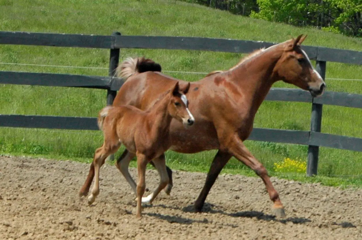 Melikaa & Ruby 2008