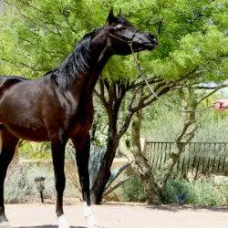 9. Azpin Misti – ’21 Black SE filly – age 12 months 9. Azpin Misti - '21 Black SE filly - age 12 months