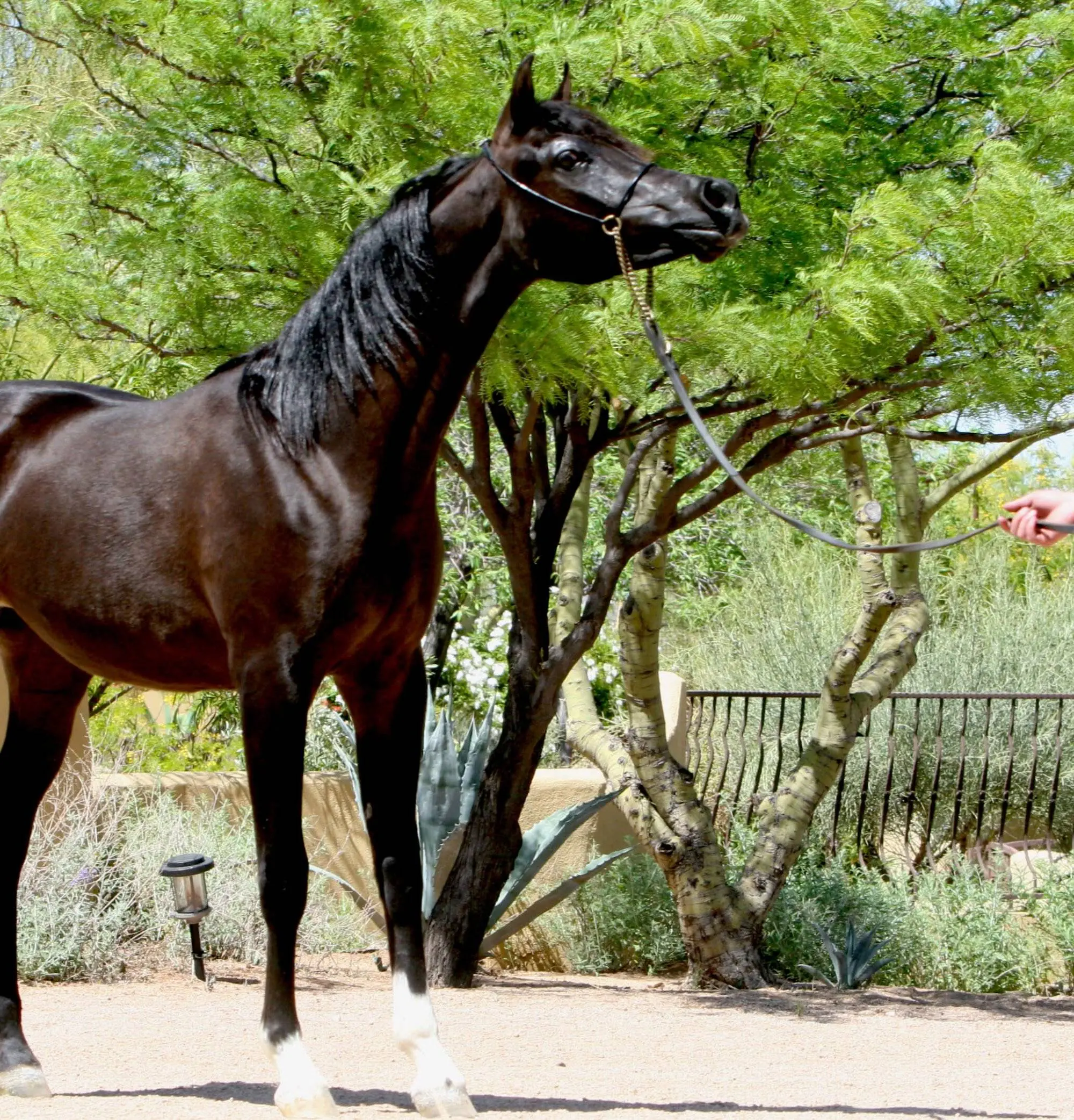 9. Azpin Misti - '21 Black SE filly - age 12 months