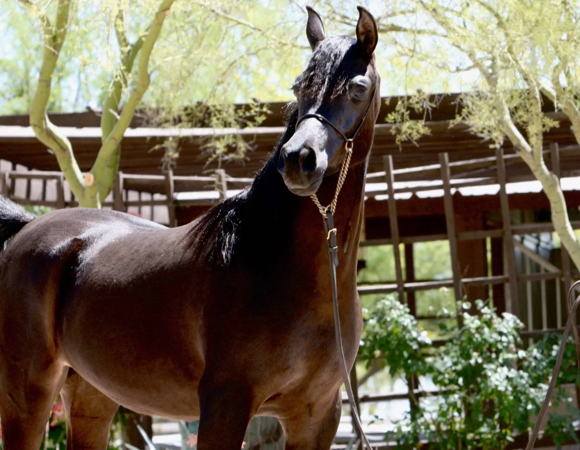7. Azpin Misti – ’21 Black SE filly – age 12 months 7. Azpin Misti - '21 Black SE filly - age 12 months