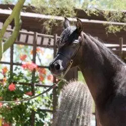 6. Azpin Misti – ’21 Black SE filly – age 12 months 6. Azpin Misti - '21 Black SE filly - age 12 months