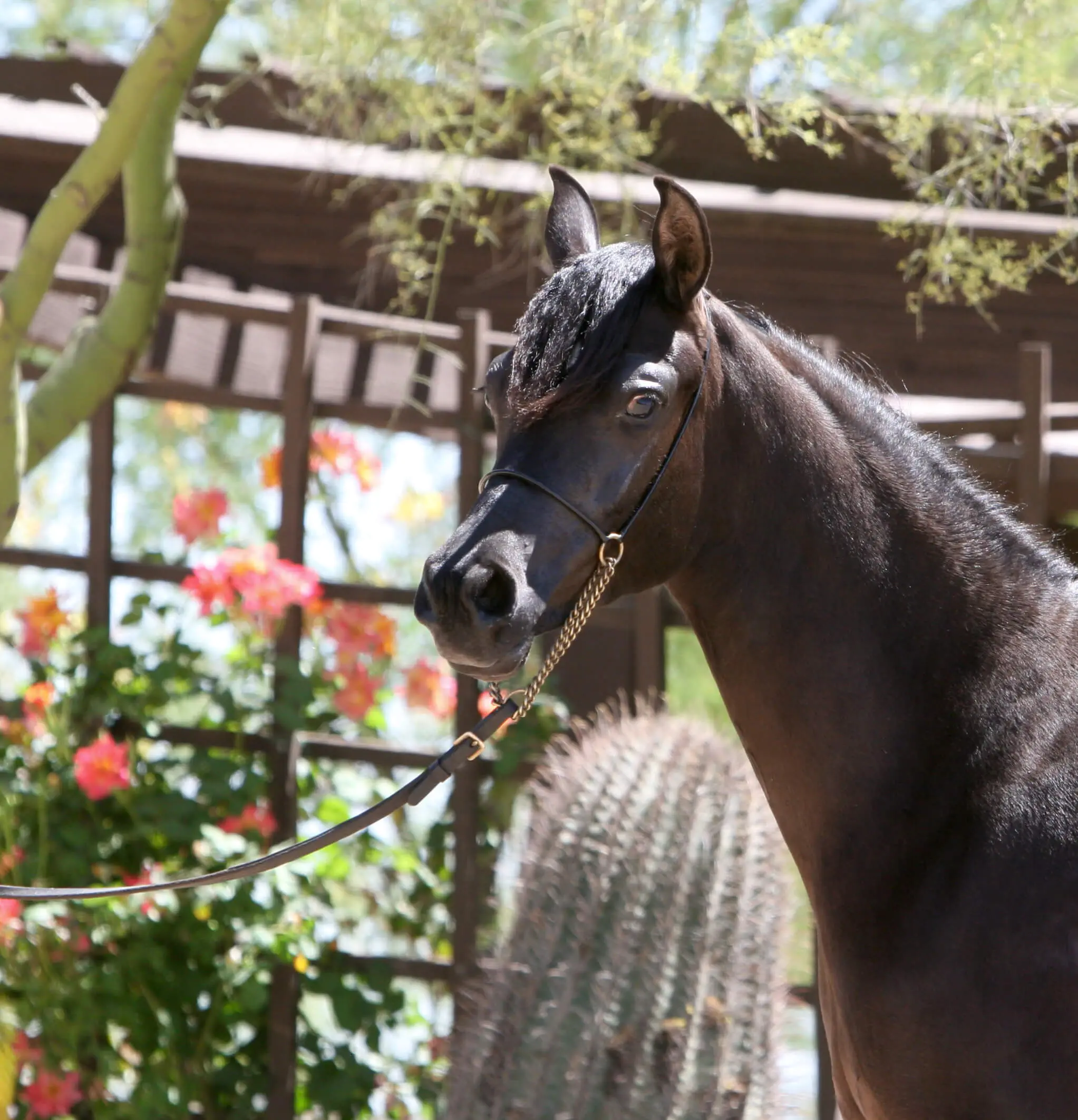 6. Azpin Misti - '21 Black SE filly - age 12 months