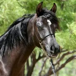 15. Azpin Misti – ’21 Black SE filly – age 12 months 15. Azpin Misti - '21 Black SE filly - age 12 months