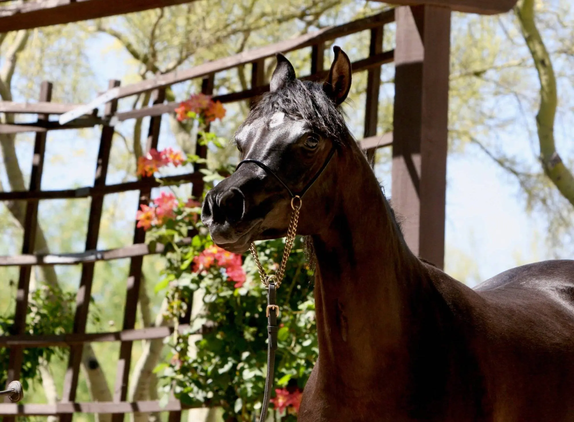 2. Azpin Misti – ’21 Black SE filly – age 12 months 2. Azpin Misti - '21 Black SE filly - age 12 months