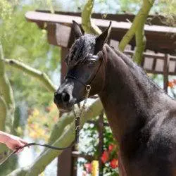 5. Azpin Misti – ’21 Black SE filly – age 12 months 5. Azpin Misti - '21 Black SE filly - age 12 months