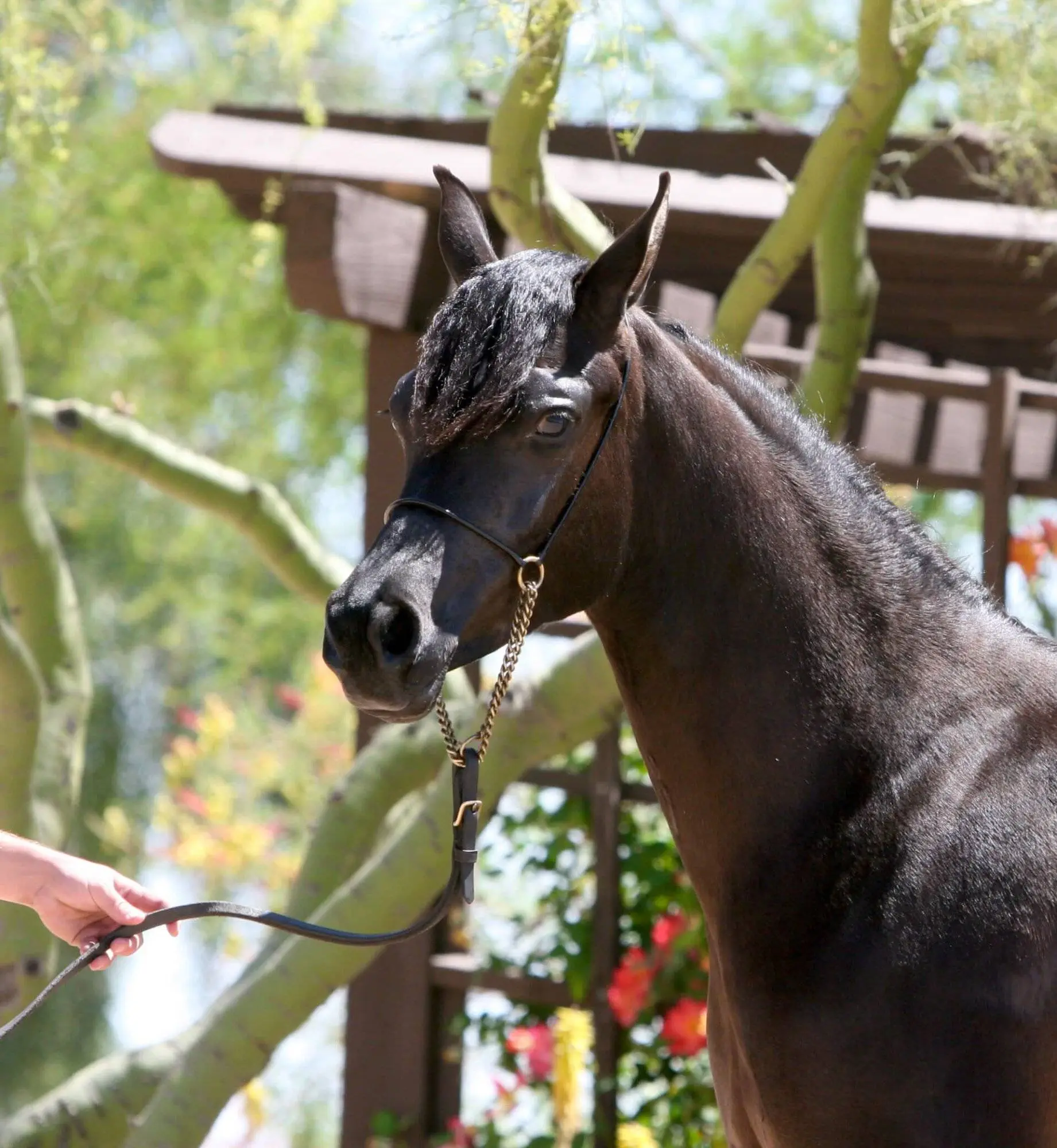5. Azpin Misti - '21 Black SE filly - age 12 months