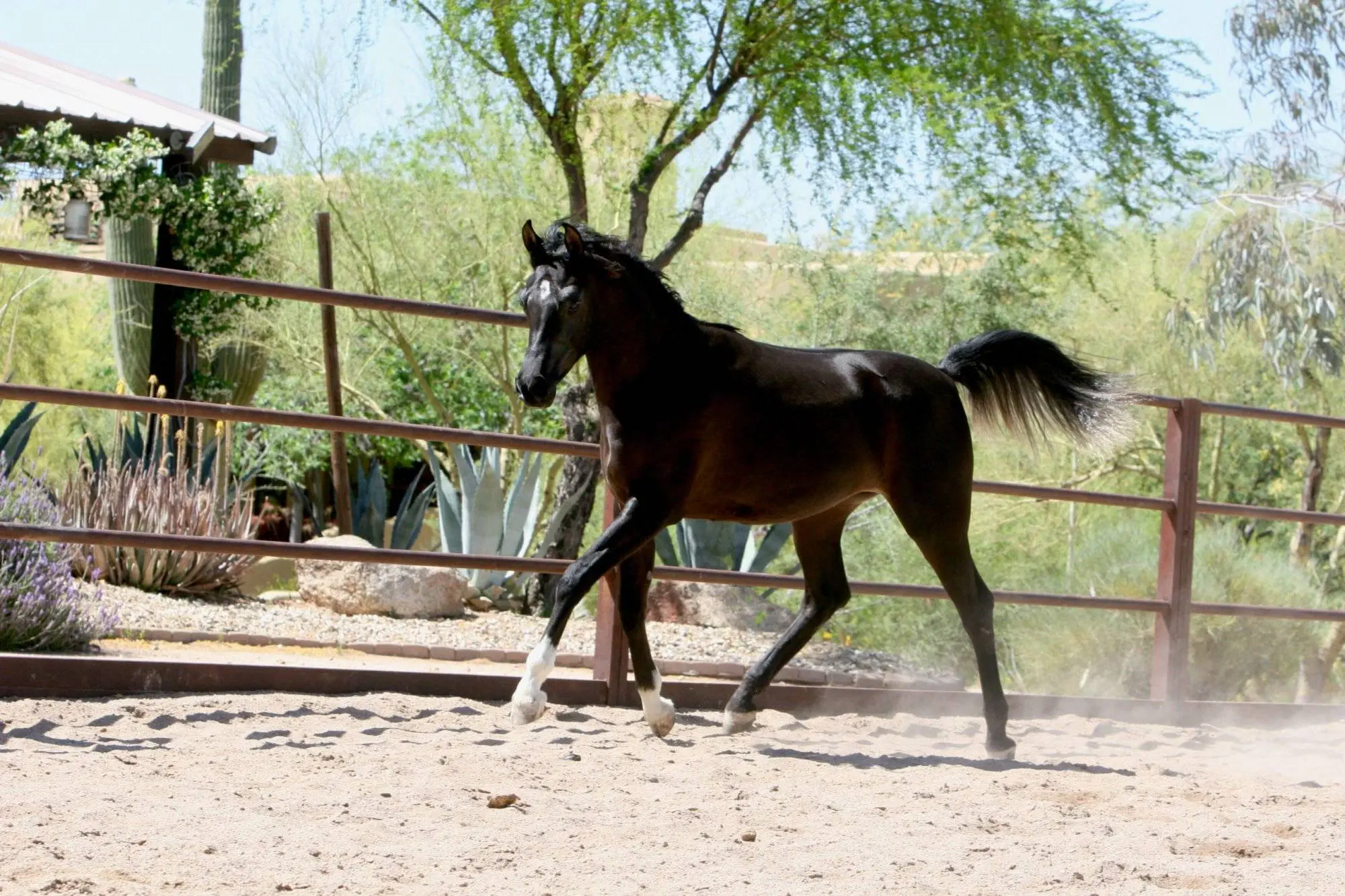 4. Azpin Misti – ’21 Black SE filly – age 12 months 4. Azpin Misti - '21 Black SE filly - age 12 months