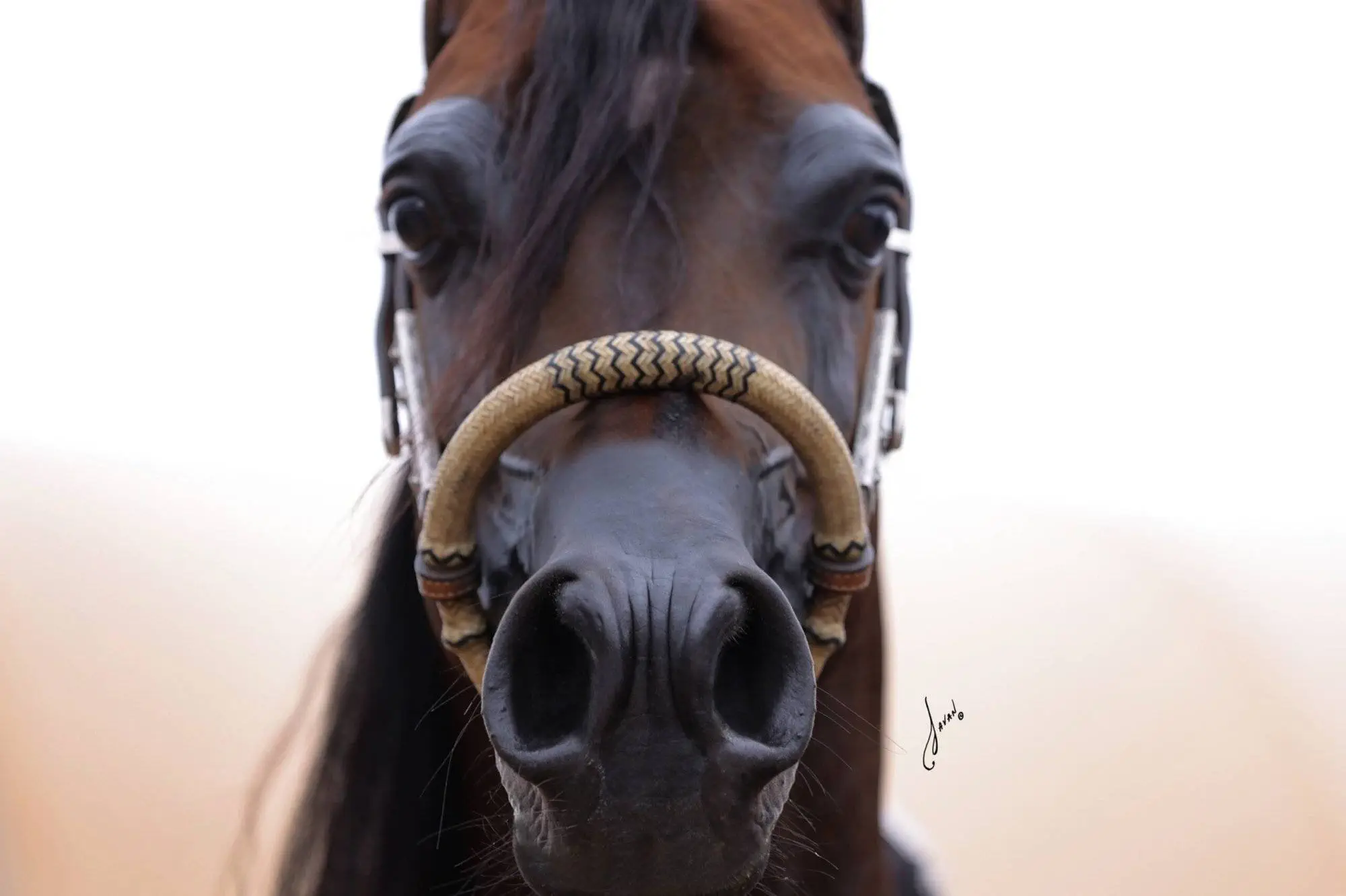 avicii close bosal
