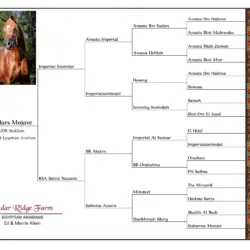 BOARDER Cedars Mojave Pedigree Template-1 BOARDER Cedars Mojave Pedigree Template-1