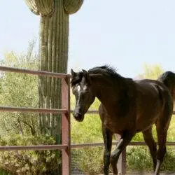 16. Azpin Misti – ’21 Black SE filly – age 12 months 16. Azpin Misti - '21 Black SE filly - age 12 months