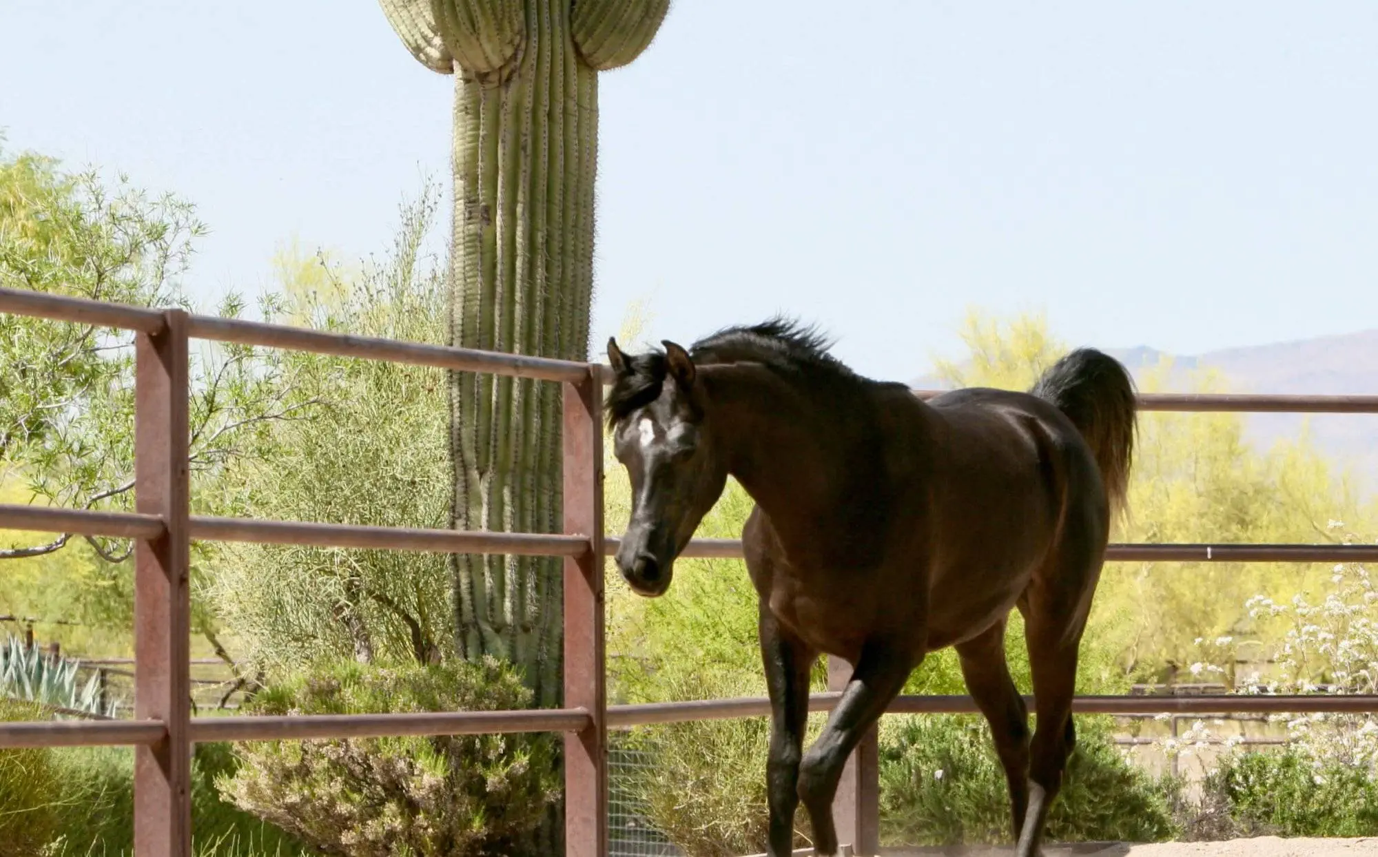 16. Azpin Misti - '21 Black SE filly - age 12 months