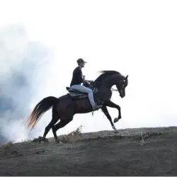 ted riding avicii