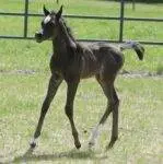 ’14 Black SE colt – AZ Valiant (HU Sheikh Imaan x Piper’s Dream) 3 copy '14 Black SE colt - AZ Valiant (HU Sheikh Imaan x Piper's Dream) 3 copy