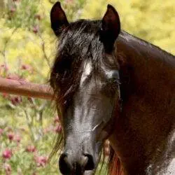 3. AZ Vision (HU Sheikh Imaan x Piper’s Dream) – age 2 3. AZ Vision (HU Sheikh Imaan x Piper's Dream) - age 2